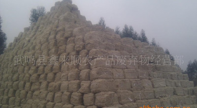 甘蔗渣在天津工廠化食用菌栽培中的應(yīng)用 無農(nóng)殘、高產(chǎn)、節(jié)省棉籽殼的創(chuàng)新基質(zhì)