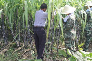 甘蔗地里來了群迷彩服 軍民攜手幫甘蔗“躥個”